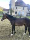 <img alt='Zoom image' src='images/b_search.png'><b> Cliquez pour zoomer</b>