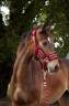 <img alt='Zoom image' src='images/b_search.png'><b> Cliquez pour zoomer</b>