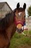 <img alt='Zoom image' src='images/b_search.png'><b> Cliquez pour zoomer</b>