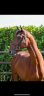 <img alt='Zoom image' src='images/b_search.png'><b> Cliquez pour zoomer</b>