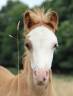 <img alt='Zoom image' src='images/b_search.png'><b> Cliquez pour zoomer</b>
