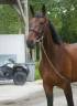 <img alt='Zoom image' src='images/b_search.png'><b> Cliquez pour zoomer</b>