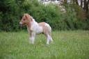 <img alt='Zoom image' src='images/b_search.png'><b> Cliquez pour zoomer</b>
