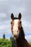 <img alt='Zoom image' src='images/b_search.png'><b> Cliquez pour zoomer</b>