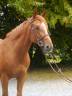 <img alt='Zoom image' src='images/b_search.png'><b> Cliquez pour zoomer</b>