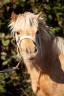 <img alt='Zoom image' src='images/b_search.png'><b> Cliquez pour zoomer</b>