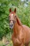 <img alt='Zoom image' src='images/b_search.png'><b> Cliquez pour zoomer</b>