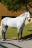 <img alt='Zoom image' src='images/b_search.png'><b> Cliquez pour zoomer</b>