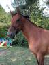 <img alt='Zoom image' src='images/b_search.png'><b> Cliquez pour zoomer</b>