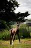 <img alt='Zoom image' src='images/b_search.png'><b> Cliquez pour zoomer</b>