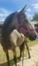 <img alt='Zoom image' src='images/b_search.png'><b> Cliquez pour zoomer</b>