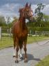 <img alt='Zoom image' src='images/b_search.png'><b> Cliquez pour zoomer</b>