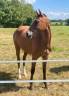 <img alt='Zoom image' src='images/b_search.png'><b> Cliquez pour zoomer</b>