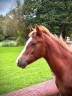 <img alt='Zoom image' src='images/b_search.png'><b> Cliquez pour zoomer</b>