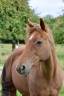 <img alt='Zoom image' src='images/b_search.png'><b> Cliquez pour zoomer</b>