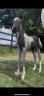 <img alt='Zoom image' src='images/b_search.png'><b> Cliquez pour zoomer</b>