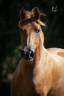 <img alt='Zoom image' src='images/b_search.png'><b> Cliquez pour zoomer</b>