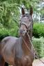 <img alt='Zoom image' src='images/b_search.png'><b> Cliquez pour zoomer</b>