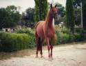 <img alt='Zoom image' src='images/b_search.png'><b> Cliquez pour zoomer</b>
