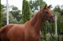 <img alt='Zoom image' src='images/b_search.png'><b> Cliquez pour zoomer</b>