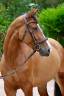 <img alt='Zoom image' src='images/b_search.png'><b> Cliquez pour zoomer</b>