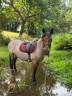 <img alt='Zoom image' src='images/b_search.png'><b> Cliquez pour zoomer</b>