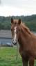 <img alt='Zoom image' src='images/b_search.png'><b> Cliquez pour zoomer</b>