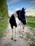 <img alt='Zoom image' src='images/b_search.png'><b> Cliquez pour zoomer</b>