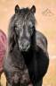 <img alt='Zoom image' src='images/b_search.png'><b> Cliquez pour zoomer</b>