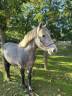 <img alt='Zoom image' src='images/b_search.png'><b> Cliquez pour zoomer</b>