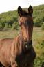 <img alt='Zoom image' src='images/b_search.png'><b> Cliquez pour zoomer</b>