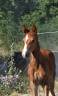 <img alt='Zoom image' src='images/b_search.png'><b> Cliquez pour zoomer</b>