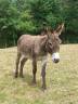 <img alt='Zoom image' src='images/b_search.png'><b>&nbsp;Cliquez pour zoomer</b>