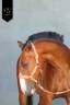 <img alt='Zoom image' src='images/b_search.png'><b>&nbsp;Cliquez pour zoomer</b>