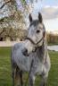 <img alt='Zoom image' src='images/b_search.png'><b>&nbsp;Cliquez pour zoomer</b>