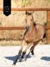 <img alt='Zoom image' src='images/b_search.png'><b>&nbsp;Cliquez pour zoomer</b>