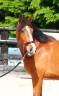 <img alt='Zoom image' src='images/b_search.png'><b>&nbsp;Cliquez pour zoomer</b>