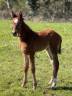<img alt='Zoom image' src='images/b_search.png'><b>&nbsp;Cliquez pour zoomer</b>