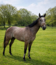 <img alt='Zoom image' src='images/b_search.png'><b>&nbsp;Cliquez pour zoomer</b>