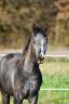 <img alt='Zoom image' src='images/b_search.png'><b>&nbsp;Cliquez pour zoomer</b>