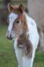 <img alt='Zoom image' src='images/b_search.png'><b>&nbsp;Cliquez pour zoomer</b>