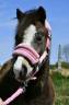<img alt='Zoom image' src='images/b_search.png'><b> Cliquez pour zoomer</b>