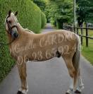 ✨ &Agrave; VENDRE &ndash; PONEY WELSH D PALOMINO &ndash; 4 ANS ✨