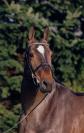 Toulon - BWP Cavallo da Sangue Belgio 1996 ,  HEARTBREAKER