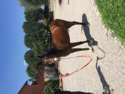 Gelding Other Pony Breed For sale 2004 Bay