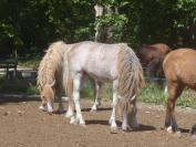 Stallion Curly For sale 2014 Coloured