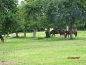PROCHE DEAUVILLE- pension/retraite chevaux
