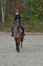 Gelding New Forest For sale 2009 Bay