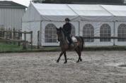 Gelding New Forest For sale 2009 Bay