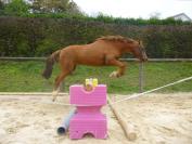 Gelding Welsh Pony (Section D), Welsh Cob For sale 2010 Chesnut